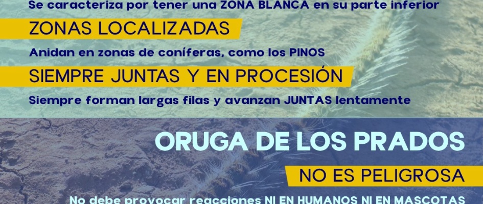 Orugas